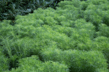 Obraz premium tiny green tree