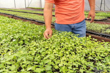 Matagalpa, Nicaragua August 5th 2021: Indoor greenhouse cultivation
of green tomatoes.