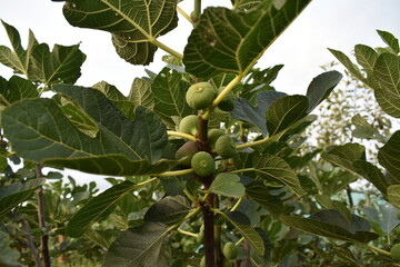 figs on tree