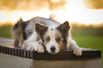 Border collie is lying on the bench. He is so cute dog.