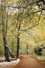 Fototapeta premium First snow. Trees with yellow leaves are covered with white snow. Autumn trees are covered with snow.