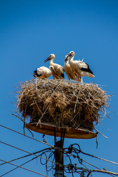 Greece, Kerkini, stork in its nest on an electric pole