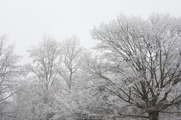 Fototapeta na wymiar Snowy trees in foggy air. Sad gray landscape