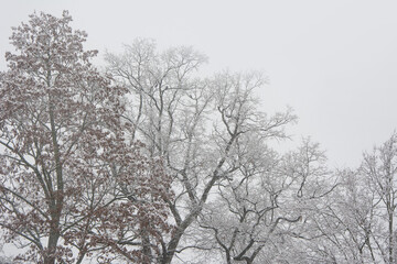 Snowy trees in park. Sad gray landscape