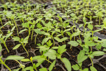 Matagalpa, Nicaragua August 5th 2021: Indoor greenhouse cultivation
of green tomatoes.