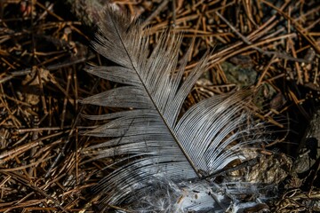 This is a photo of a fallen feather encountered along a hiking trail at Lake Williams, York County, Pennsylvania USA in late March 2020
