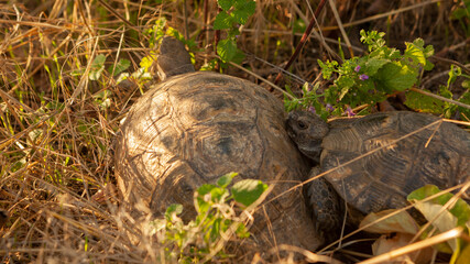 Two turtles hiding in bush.