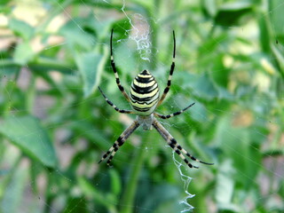 The wasp spider sits on a web. Close-up.