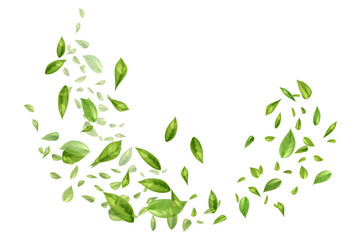 Flying or falling tea or mint leaves on white background.