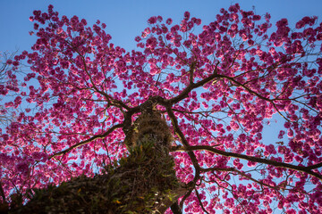 Blossom of the pink Ipe, Brazilian tree