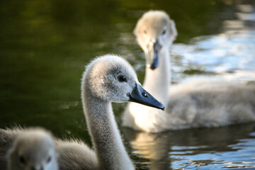White swan flock in summer water. Swans in water. White swans. Beautiful white swans floating on the water. swans in search of food. selective focus.