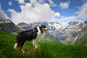Portrait of border collie is standing in austria nature near to glossglockner.