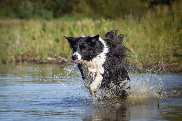Border collie is jumping into the water. He loves water and he jump for stick.