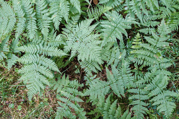 Beautiful green fern on a summer day. 