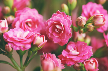 Close up image of pink Kalanchoe flower, nature background