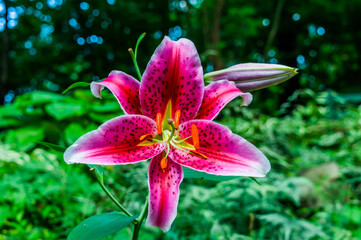 Photo of Oriental Lily