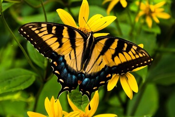 Photo of Swallowtail Butterfly, Shenandoah National Park, Virginia USA