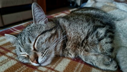 cat on the couch