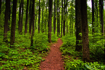 Fototapeta na wymiar Photo of hiking trail through Low Gap, Shenandoah National Park, Virginia, USA