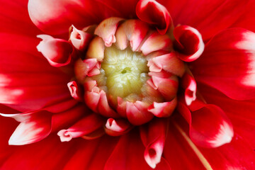 Close up of a red dahlia flower.
