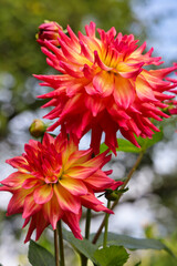 Two large red and yellow dahlia flowers.