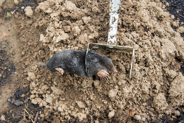 Dead mole caught by a steel trap lie near the mole hill