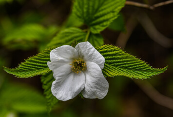 Photo of a White Spring Bloom