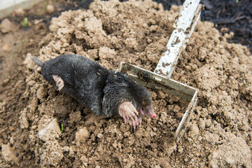 Dead mole caught by a steel trap lie near the mole hill