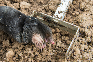 Dead mole caught by a steel trap lie near the mole hill