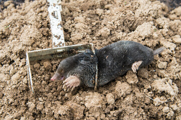 Dead mole caught by a steel trap lie near the mole hill