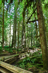 Pathway lined with a log fence that winds its way though a grove of old growth forest in Cathedral Grove, on Vancouver Island, British Columbia. 