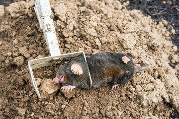 Trapped mole lying on the mole hill