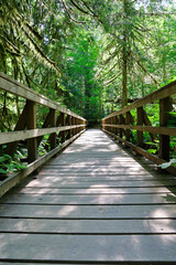 Wooden bridge in a grove of old growth forest in Cathedral Grove, on Vancouver Island, British Columbia.