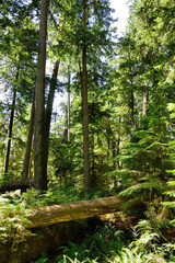 Grove of old growth forest, comprised of Douglas Fir trees in Cathedral Grove, MacMillan Provincial Park on Vancouver Island, British Columbia. 