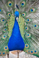Close up of a male peacock with his brilliant green and blue feathers fanned out.  