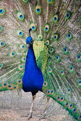 A male peacock with his brilliant green and blue feathers fanned out.  