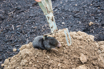 Trapped mole lying on the mole hill