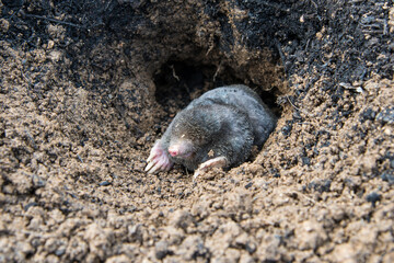 Mole crawling out of the tunnel