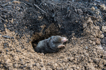 Mole crawling out of the tunnel