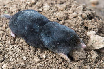 Dead mole lying on th top of the mole hill