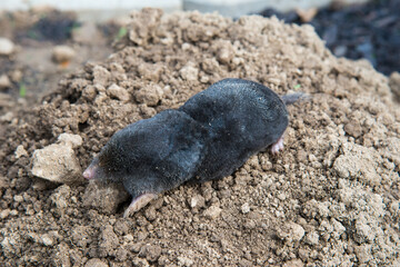 Dead mole lying on th top of the mole hill