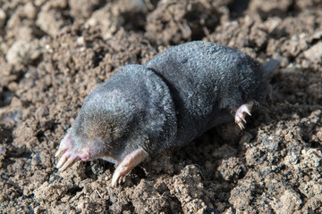 Dead mole lying on th top of the mole hill