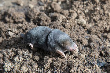 Dead mole lying on th top of the mole hill