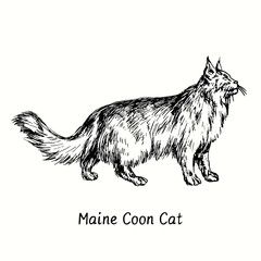 Obraz na płótnie Canvas Maine Coon Cat standing side view. Ink black and white doodle drawing in woodcut style.