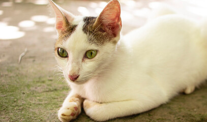 street cats of India