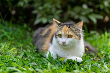 Naklejka na ściany i meble An exotic cat playing in the backyard.
