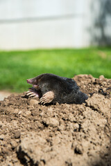 lawn destoryed by the mole