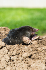 lawn destoryed by the mole
