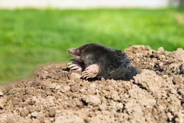 lawn destoryed by the mole