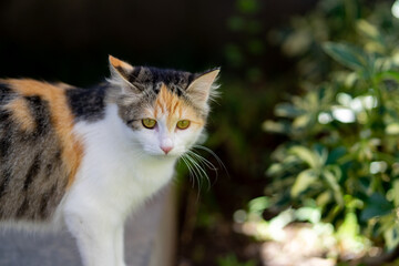Naklejka na ściany i meble An exotic cat playing in the backyard.